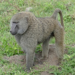 tansania_sansibar_2015_9