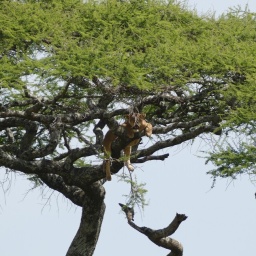 tansania_sansibar_2015_90