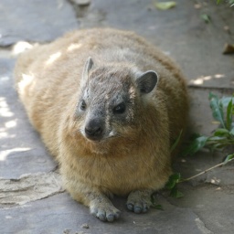 tansania_sansibar_2015_91