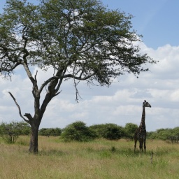 tansania_sansibar_2015_92