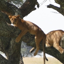 tansania_sansibar_2015_94