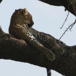 tansania_sansibar_2015_96