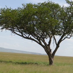 tansania_sansibar_2015_97