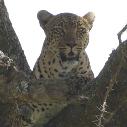 tansania_sansibar_2015_98