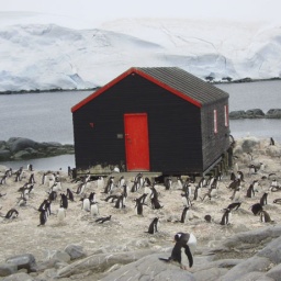 station_pinguine