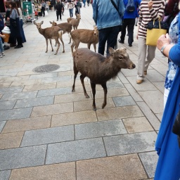 Japan Rundreise 2017