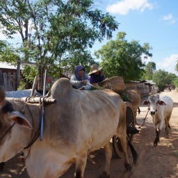 myanmar_burma_rundreise_2014_91