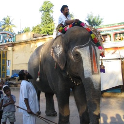 indien_sueden_ceylon10