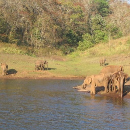 indien_sueden_ceylon24