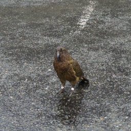 neuseeland_rundreise_42