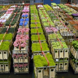 Tulpenbluete April 2011