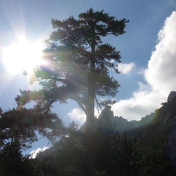 korsikarestonicatal7