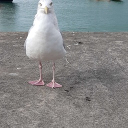 normandie_rr2019_insel_jersey_4