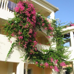 zakynthos_hotel6