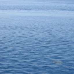 zakynthos_schildkroete_caretta