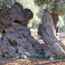 apulien_rundreise_2016_21