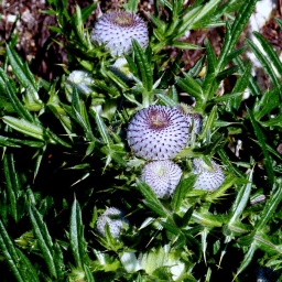 almbluetewanderung_2013_68