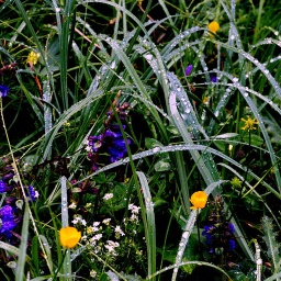 almbluetewanderung_2013_78