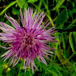 toerggelewanderung_2015_16