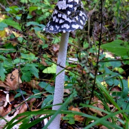 toerggelewanderung_2015_18