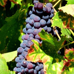 toerggelewanderung_2015_23