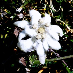 steinwanderung_altpragsertal_45