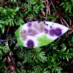 toerggelewanderung_tauferertal_24