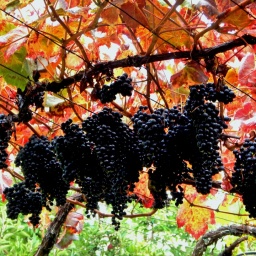 toerggelewanderung_2014_19