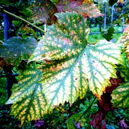 toerggelewanderung_2014_23