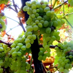 toerggelewanderung_2014_32