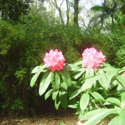 azoren_rundreise_2010_5