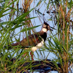 ungarn_wanderreise_19