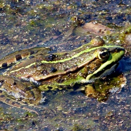 ungarn_wanderreise_27