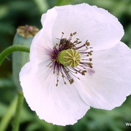 wanderreise_hortobagy_6