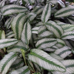 karibik-kreuzfahrt_2018_30