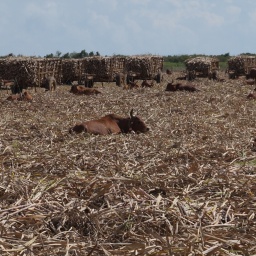 karibik_kreuzfahrt_magica_11