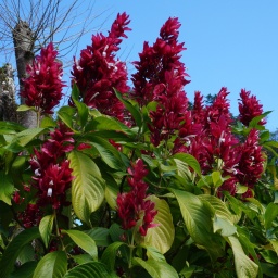 karibik_kreuzfahrt_magica_33