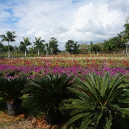 karibik_kreuzfahrt_magica_9