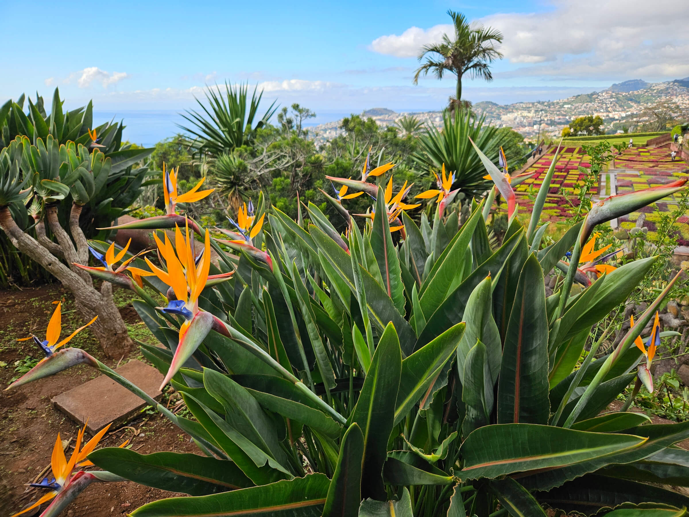 Tropischer Garten mit leuchtenden Strelitzienblüten und Blick auf das Meer, umgeben von grüner Vegetation.