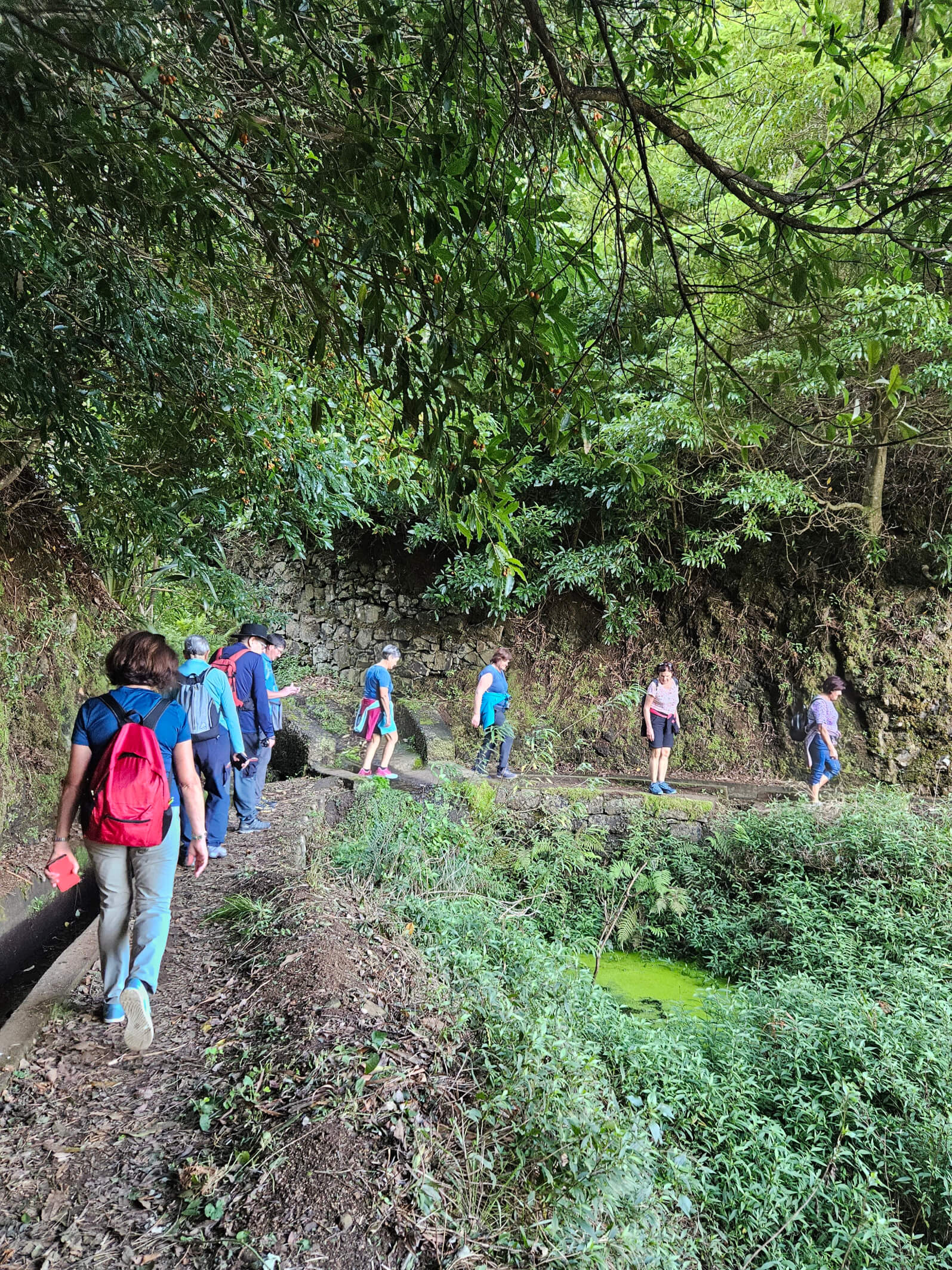 Eine Gruppe von Wanderern erkundet einen schmalen Pfad durch üppige Vegetation und an einem grünen Teich vorbei.