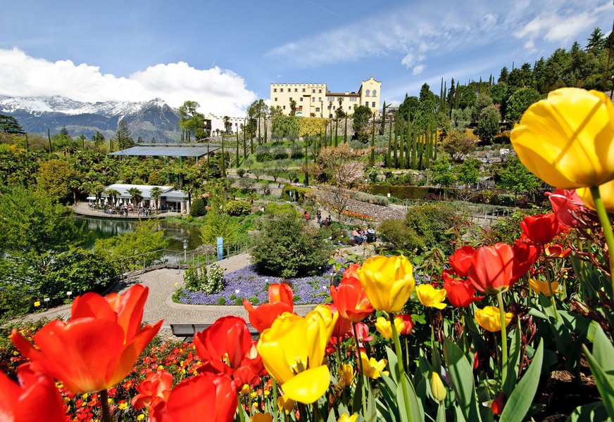 Blühende Tulpen in einem Garten mit einem Schloss im Hintergrund und schneebedeckten Bergen. Sonne scheint.