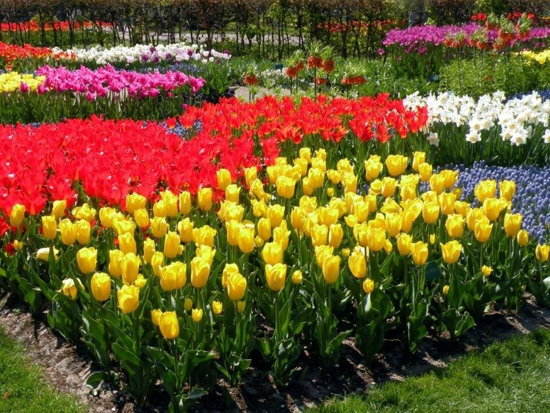 Ein bunter Blütenteppich aus gelben, roten, rosa und weißen Tulpen im Garten. Fröhliche Farben im Frühling.