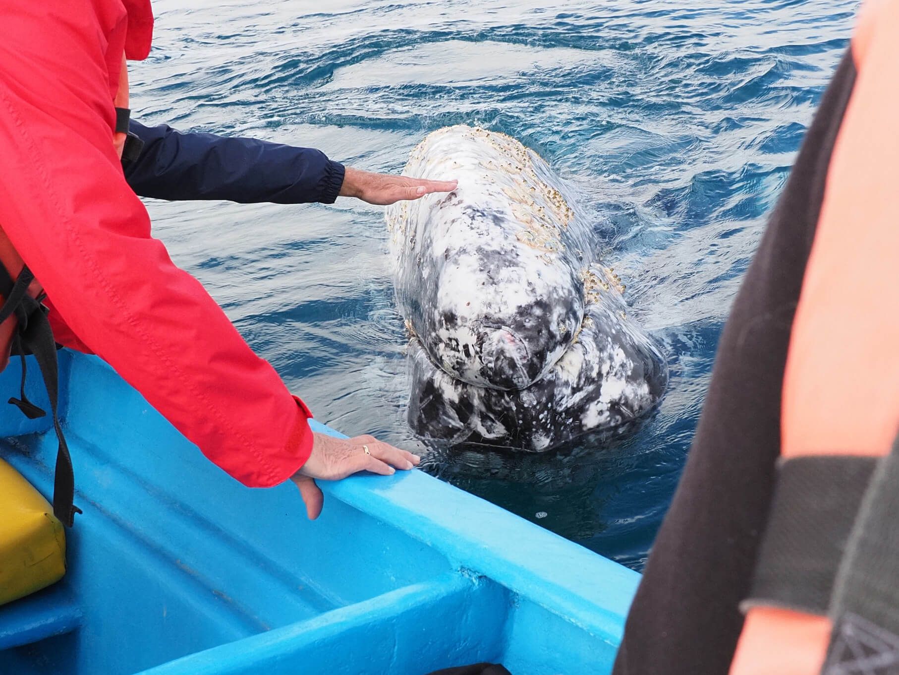 Ein grauenerwal schwimmt nah an einem Boot, während eine Person ihn sanft streichelt. Das Wasser glänzt blau.