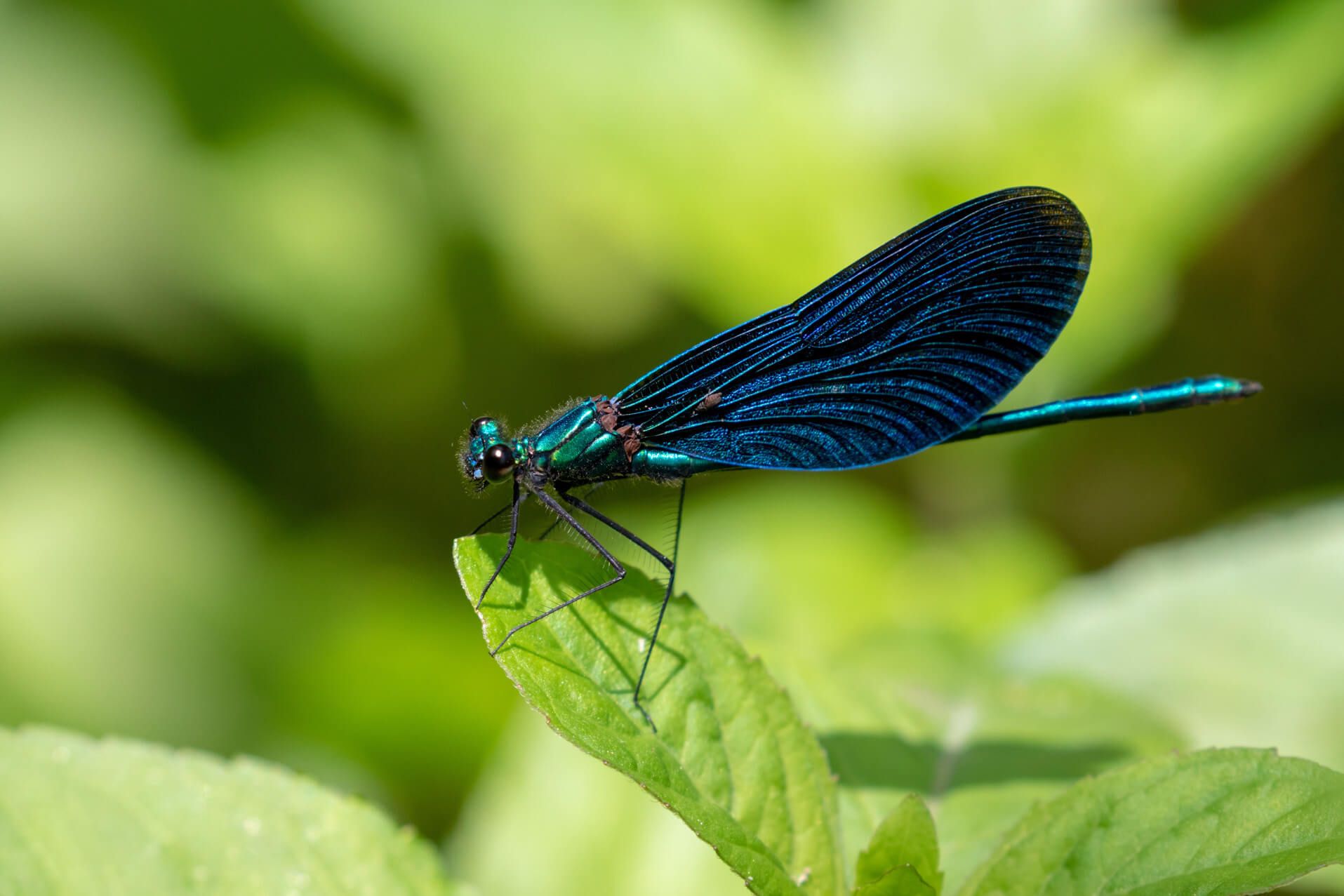 Eine schillernde Libelle mit blaugrünen Flügeln sitzt auf einem Blatt in einer grünen Umgebung.