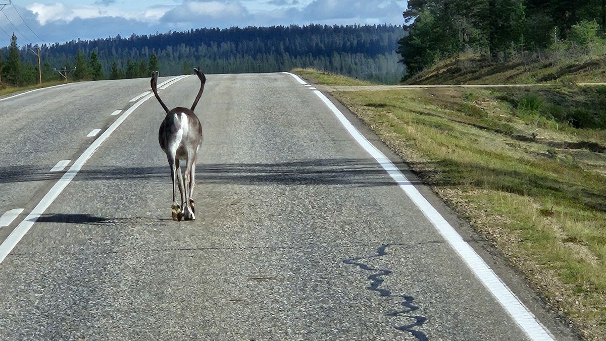 Ein Rentier geht auf einer leeren Straße, umgeben von Bäumen und hügeliger Landschaft im Hintergrund.