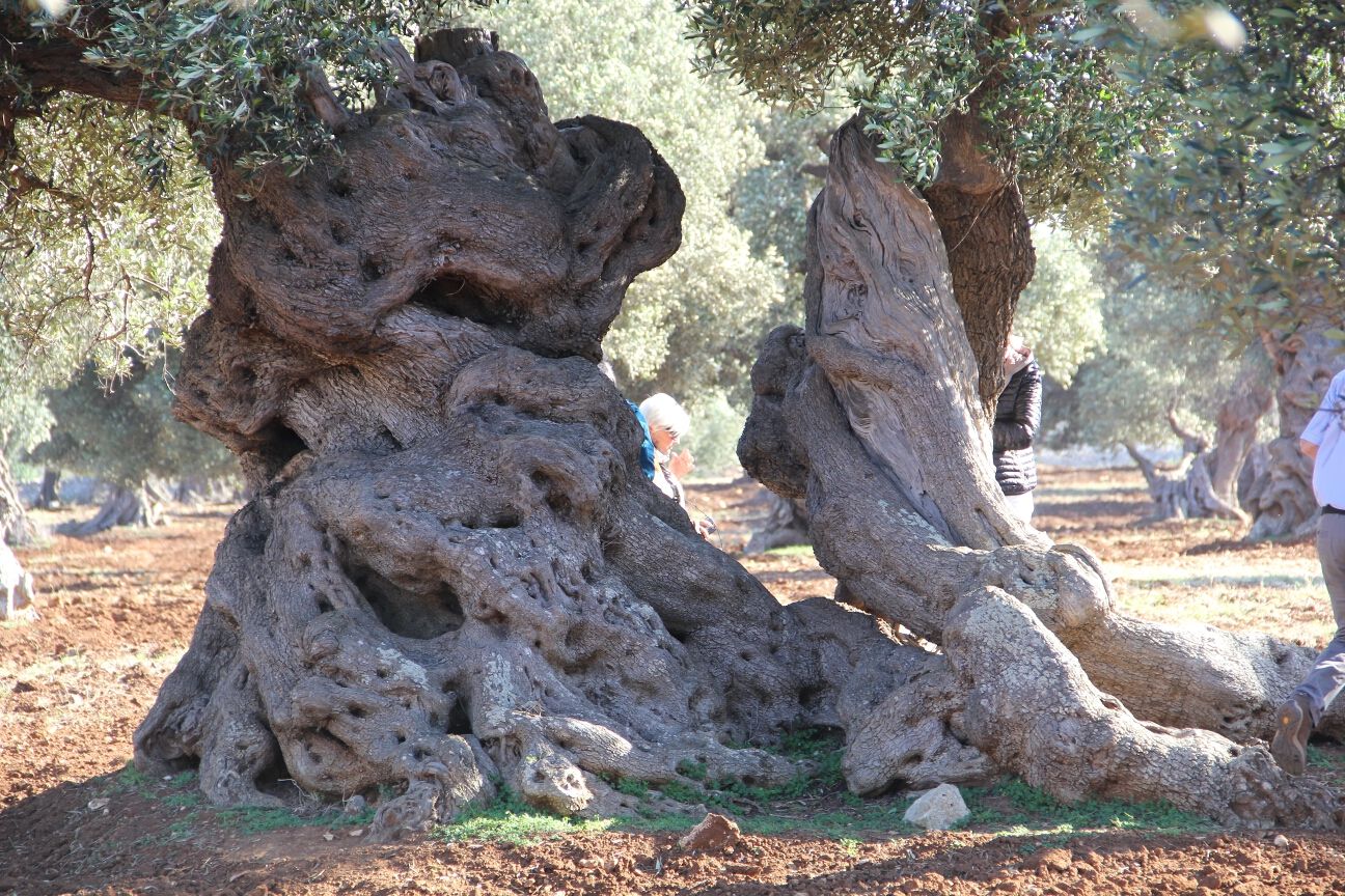 Ein alter Olivenbaum mit knorrigem Stamm und einer Person, die im Hintergrund zwischen den Ästen steht.