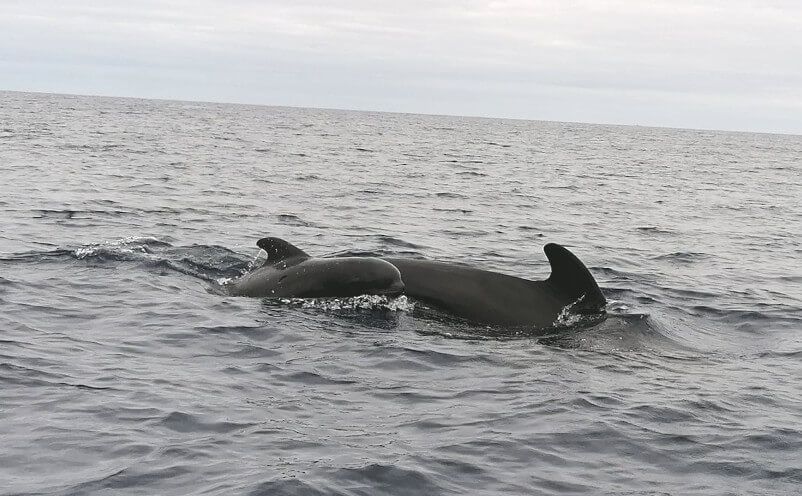 Zwei Schwertwale schwimmen im offenen Meer, ihre Finnen ragen über die Wasseroberfläche.