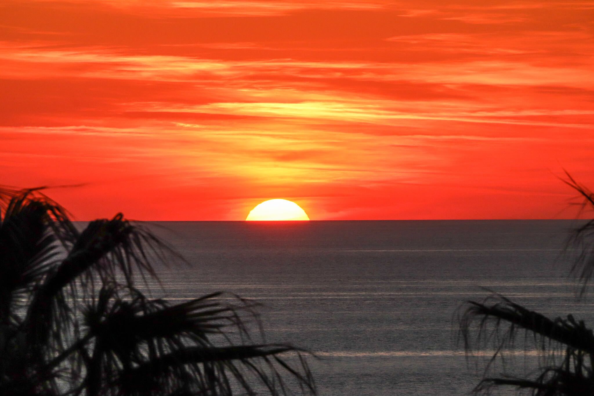 Ein atemberaubender Sonnenuntergang über dem ruhigen Meer, umgeben von Silhouetten tropischer Pflanzen.