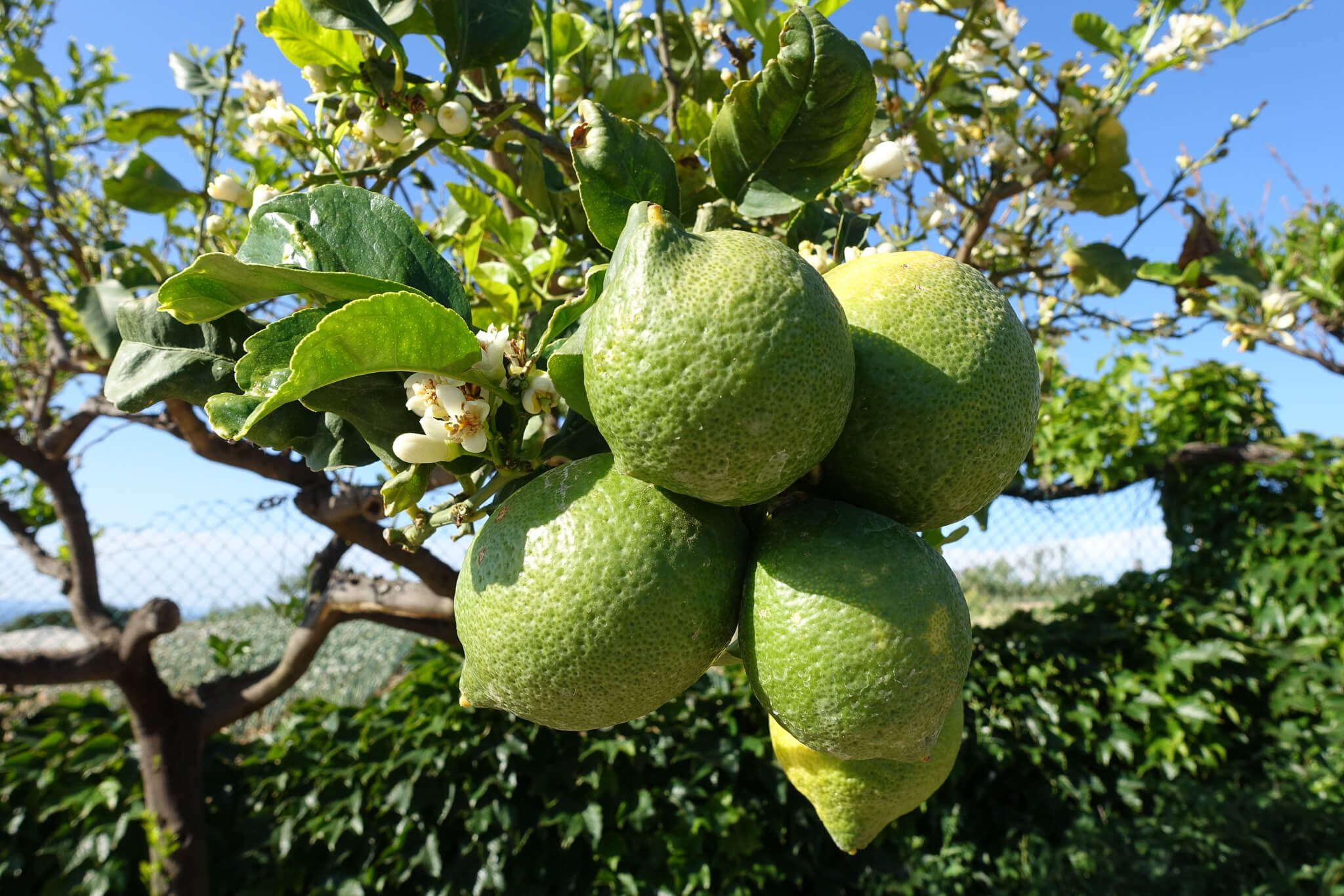 Eine Gruppe grüner Zitronen hängt an einem Baum, umgeben von Blüten und Blättern, unter blauem Himmel.