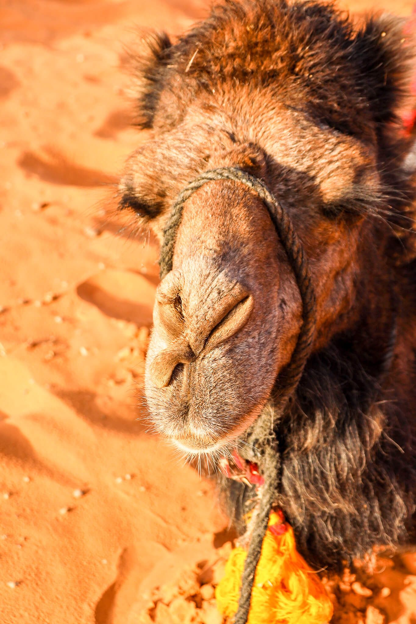 Ein Nahaufnahme eines Kamels, das auf sandigem Boden steht, mit einer bunten Schnur um den Hals.